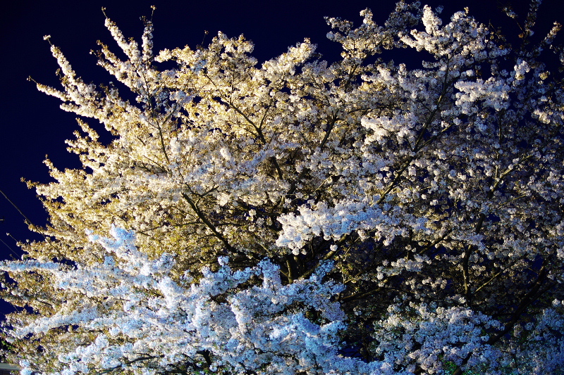 駅前の夜桜