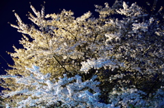 駅前の夜桜