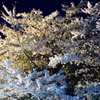 駅前の夜桜