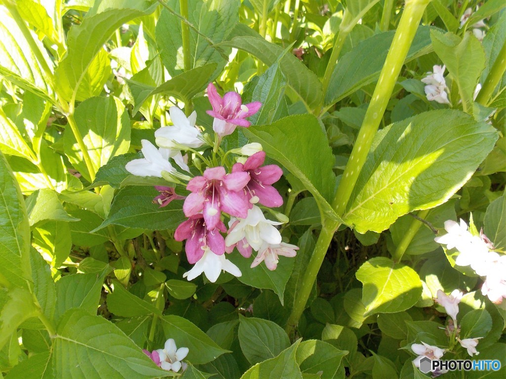 こんな花が咲いてます