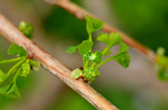 イチョウの芽吹き