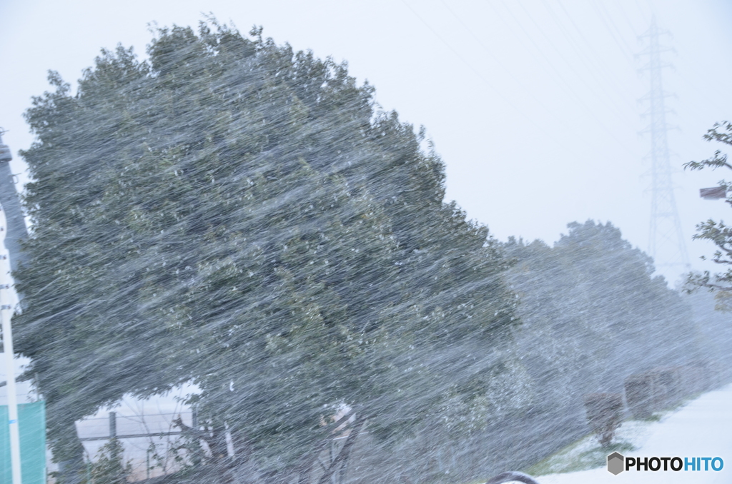 今朝の吹雪
