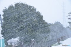 今朝の吹雪