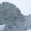 今朝の吹雪