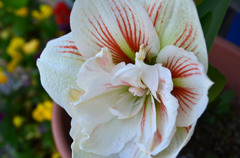 毎年咲いてくれるんです