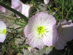 雑草の中の花