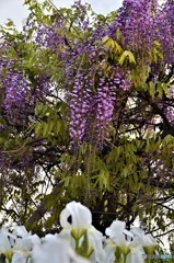 藤の花と水仙かな？