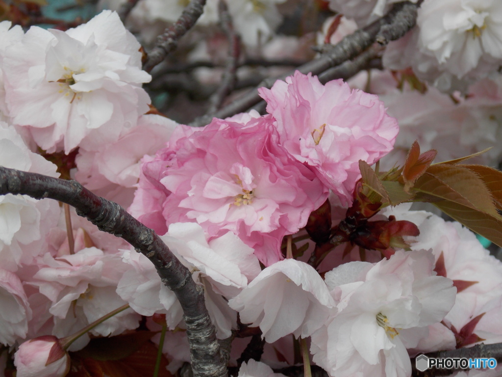 八重桜の紅白