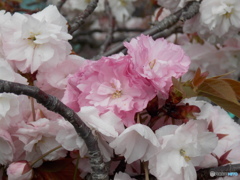 八重桜の紅白