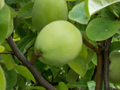 花梨（かりん）の実