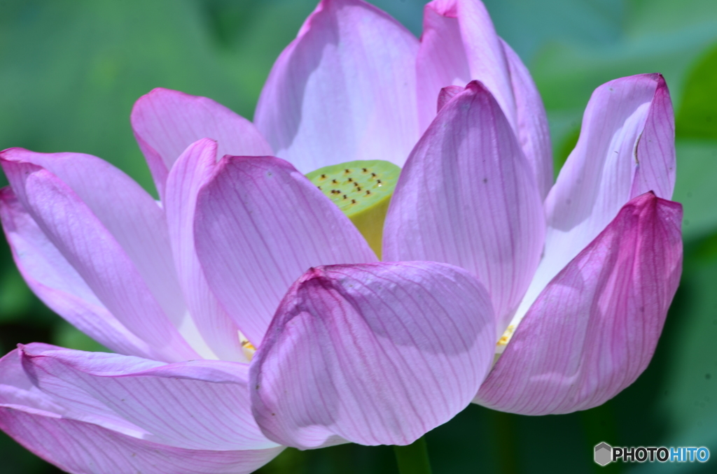 蓮華
