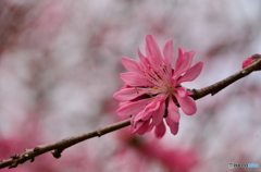 菊桃の花