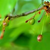 吉野桜のさくらんぼ