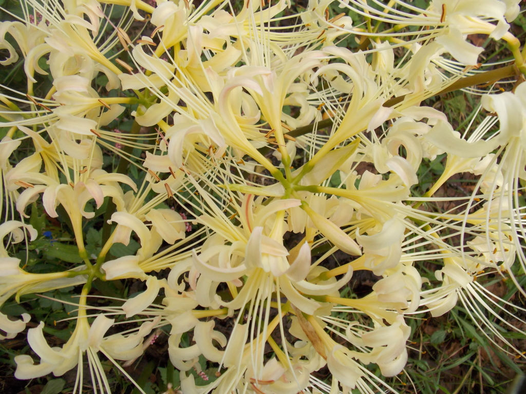 ホワイト曼珠沙華