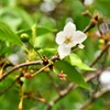 さくらんぼと奥手の桜