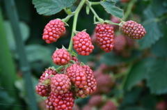 こんなんが実ってました