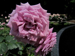 我が、市の花で御座る