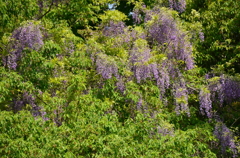 山藤の花