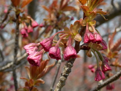 一重の次は八重