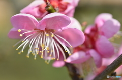 これぞ梅の花