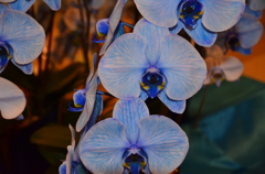 ブルーの胡蝶蘭