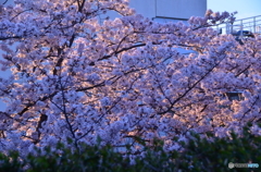 夕景さくら