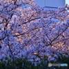 夕景さくら