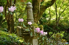 石の塔とピンクの花