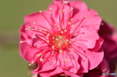 梅の花、ど真ん中！