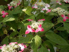 紅？アジサイ