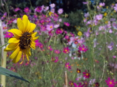 夏の花から秋の花へ