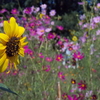 夏の花から秋の花へ