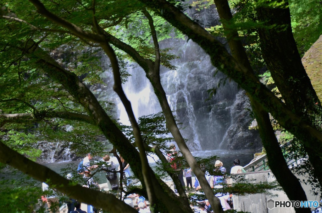 木々の隙間の滝