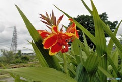 花を横位置から