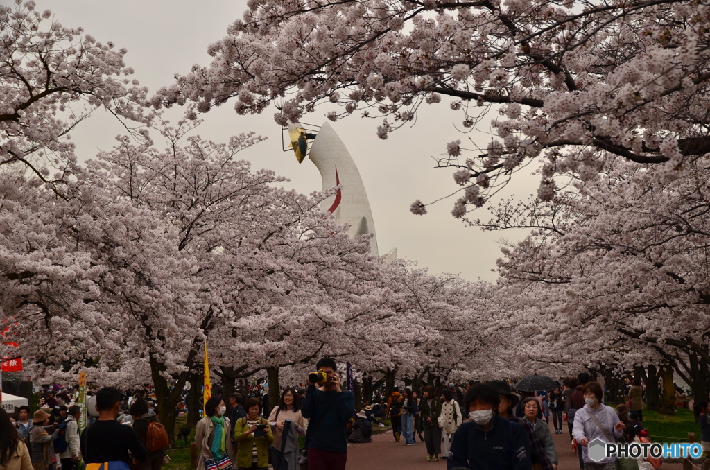花見客と塔