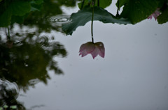 水面の蓮の花