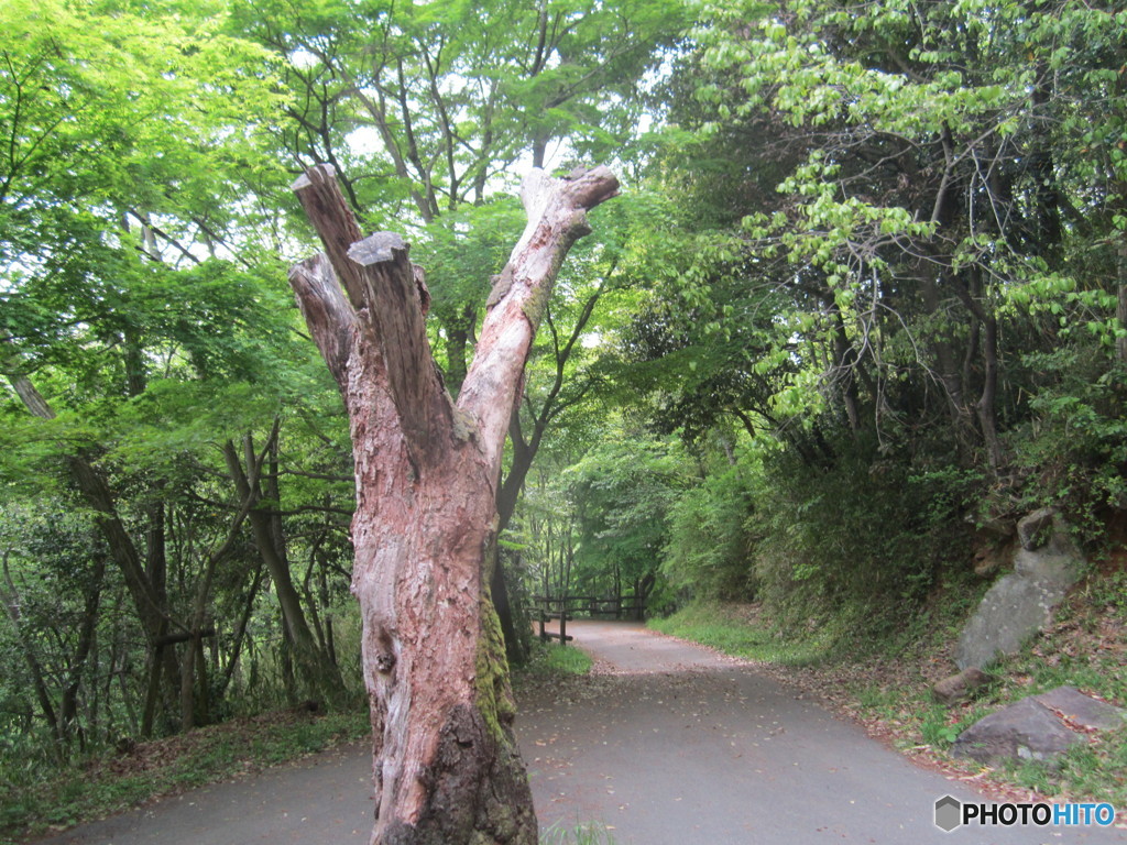 この様な山道