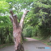 この様な山道