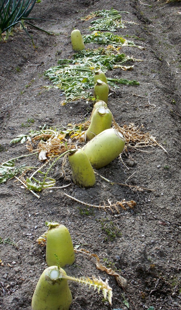 大根おろしにどうぞ！