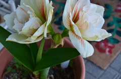 いつもペアーで