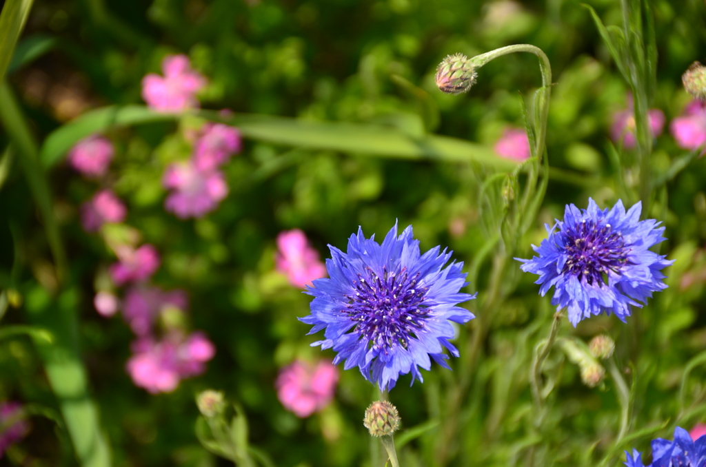 こんな感じで、何の花？