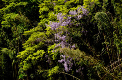 竹に絡まる藤の花