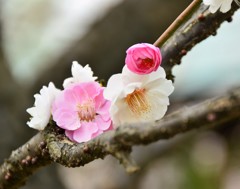 紅白の梅の花