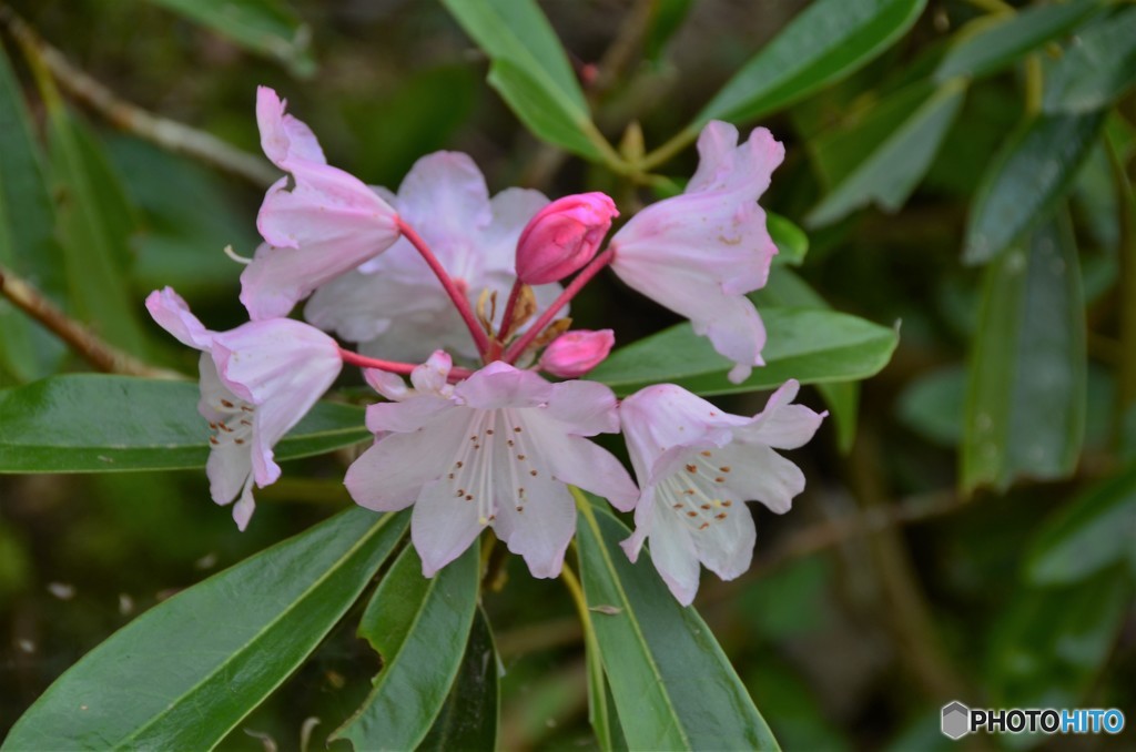 芍薬（しゃくやく）？