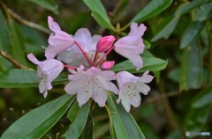 芍薬（しゃくやく）？