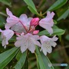 芍薬（しゃくやく）？