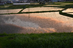 田植え後の夕雲