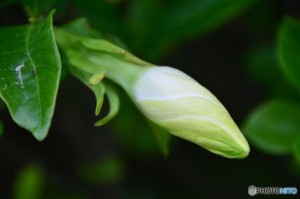 つぼみ（クチナシ）