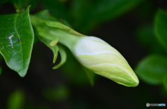 つぼみ（クチナシ）