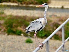 どなたです、わて詐欺（鷺）でおま！